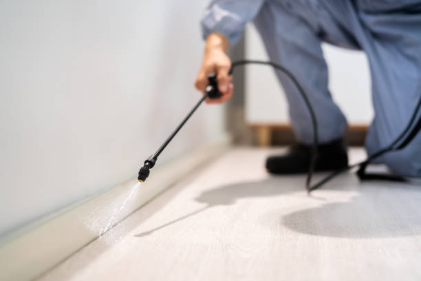 Bed Bug Pre-Treatment Preparation Assessment in Hampton