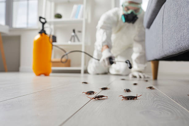 Post-Treatment Bed Bug Interceptor Monitoring in Hampton